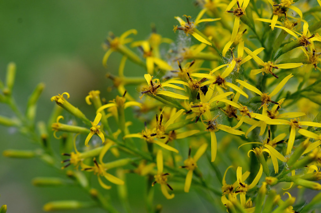 Бузульник тангутский — Ligularia tangutica (Maxim.) Mattf. ex Render et Kobuski