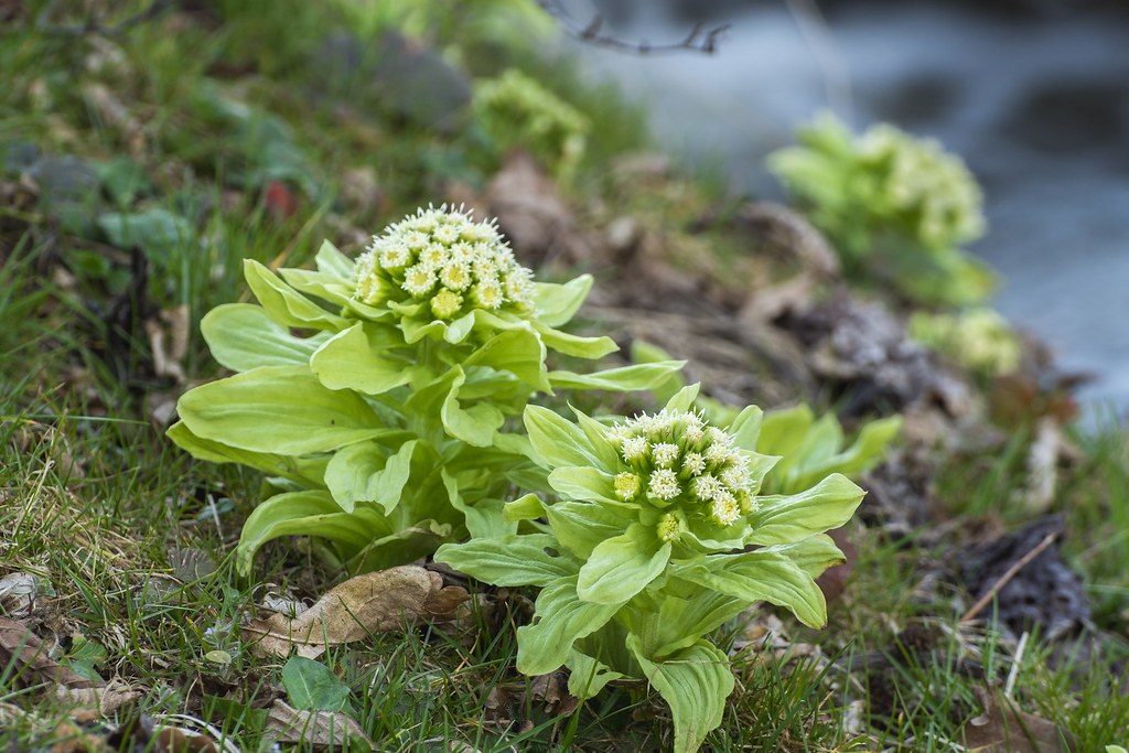 Подбел японский — Petasites japonicus (Sieb.et Zucc.) Maxim.