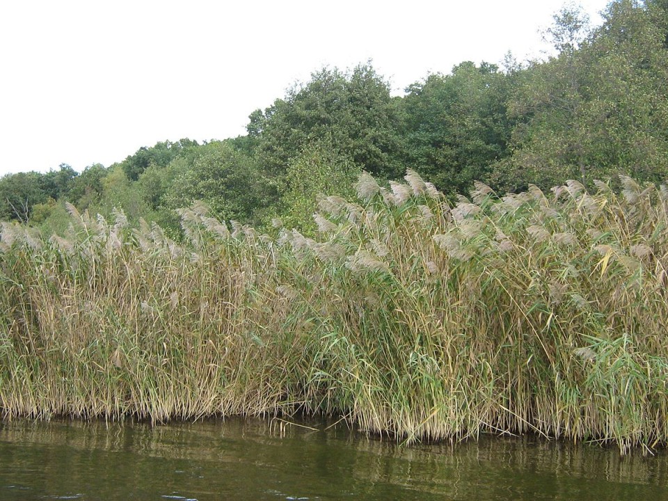 Тростник южный, подвид высочайший — Phragmites australis ssp. altissimus (Benth.) W. Clayt