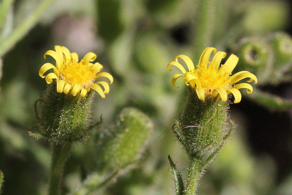 Крестовник клейкий — Senecio viscosus L.