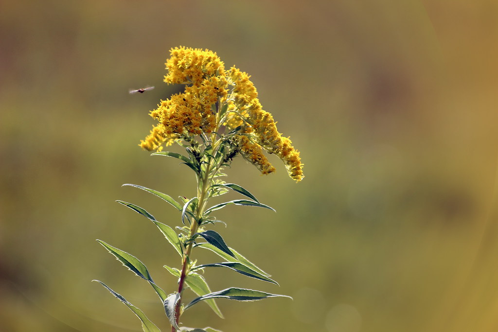 Золотарник канадский — Solidago canadensis L.