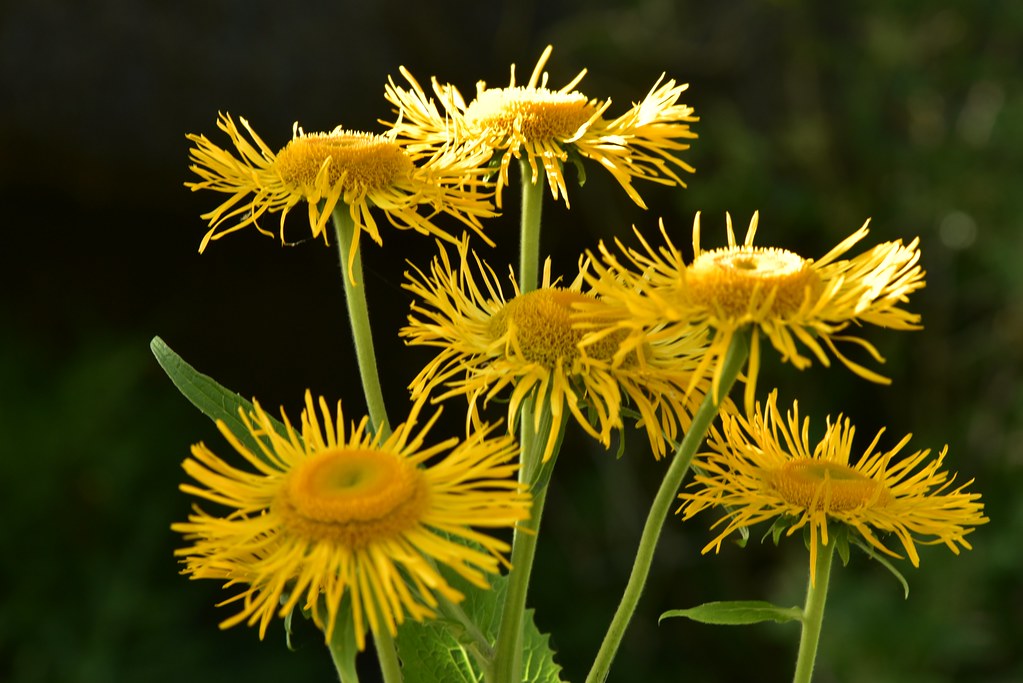 Телекия красивая — Telekia speciosa (Schreb.) Baumg.