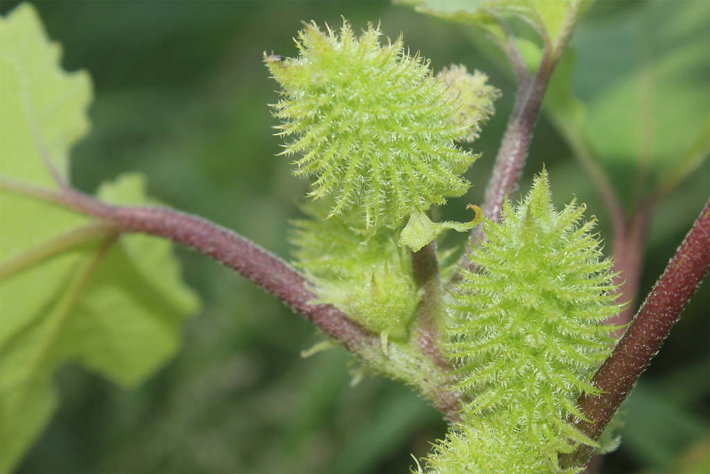 Дурнишник бледный — Xanthium albinum (Widd.) H. Scholz.