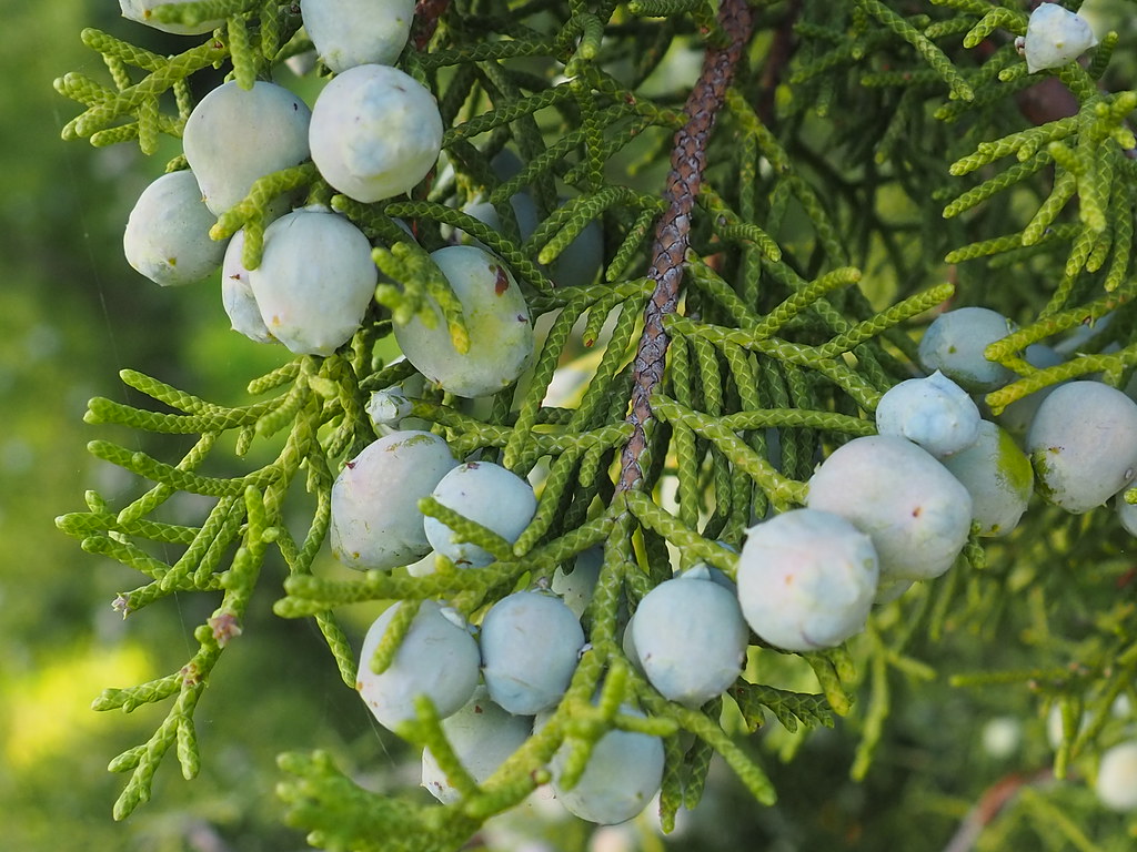 Можжевельник казацкий — Juniperus sabina L.