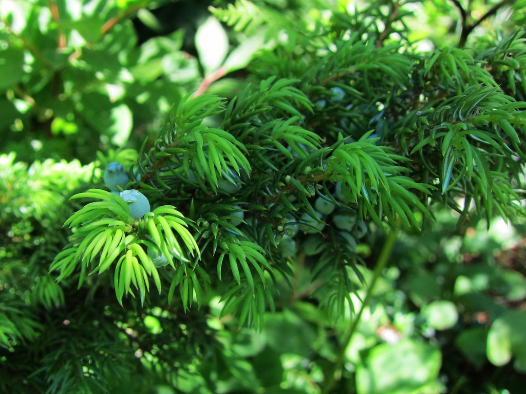 Можжевельник сибирский — Juniperus sibirica Burgsd.