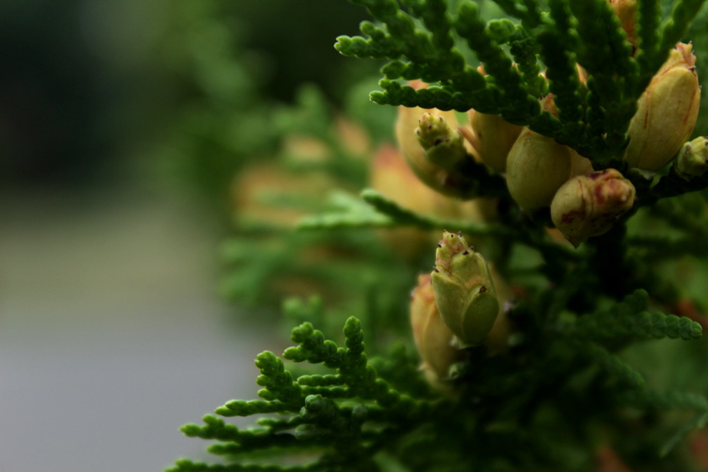 Туя западная — Thuja occidentalis L.