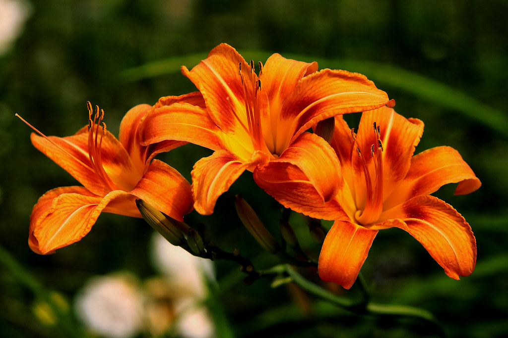 Лилейник рыжий — Hemerocallis fulva L.