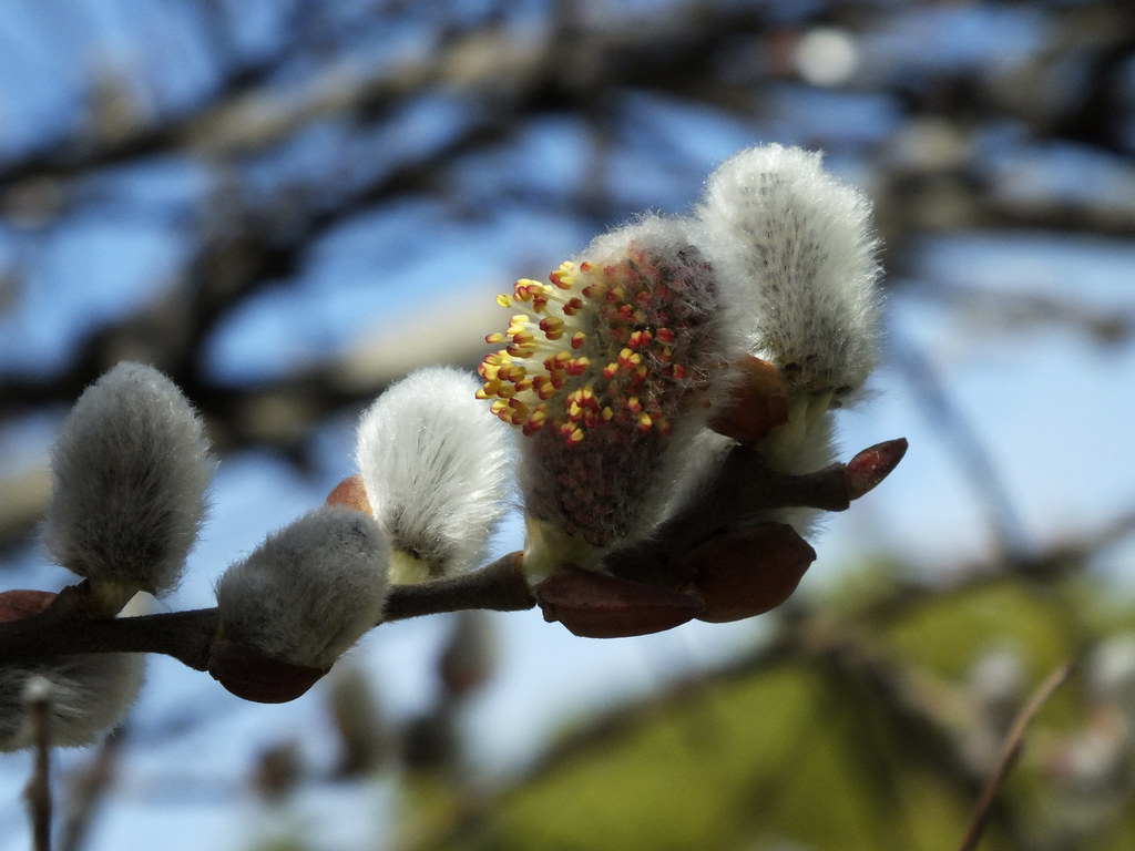 Ива волчниковая — Salix daphnoides Vill.