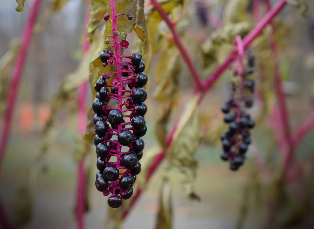 Лаконос американский — Phytolacca americana L.