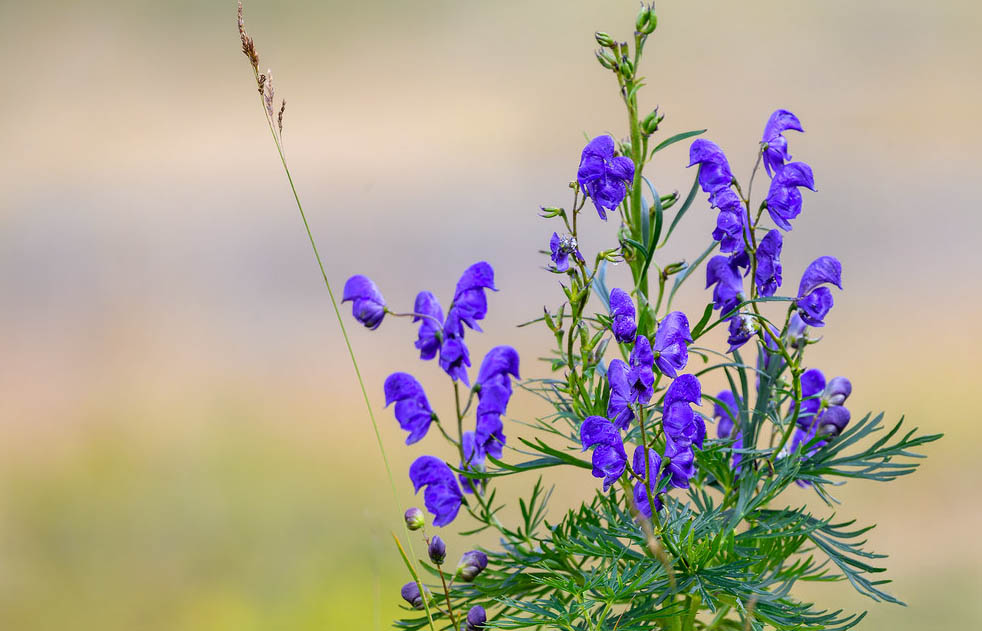 Аконит, Борец аптечный — Aconitum napellus L. s.l.