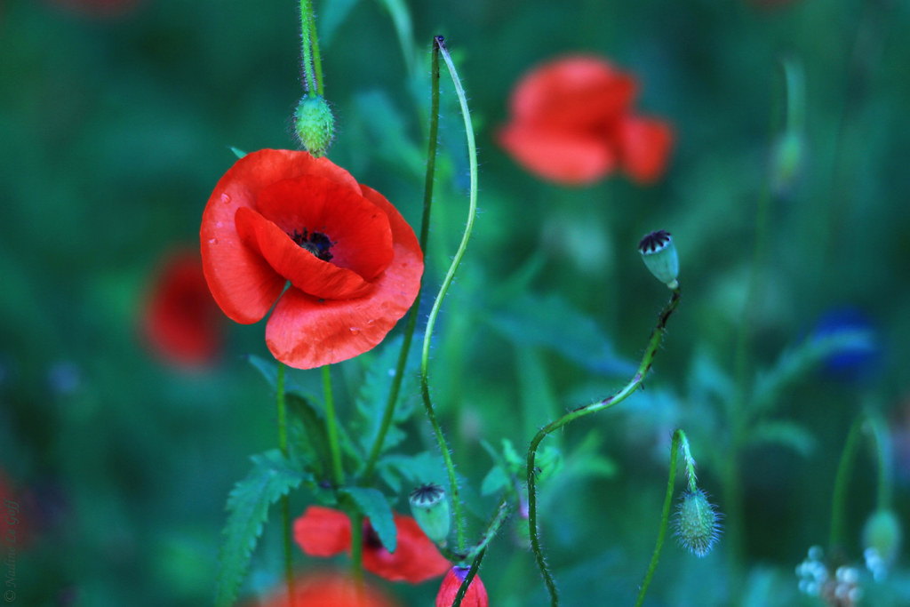 Мак самосейка — Papaver rhoeas L.