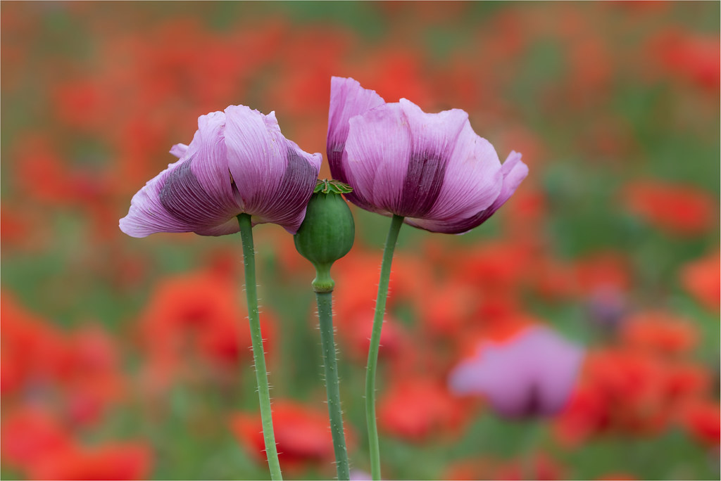 Мак снотворный — Papaver somniferum L.