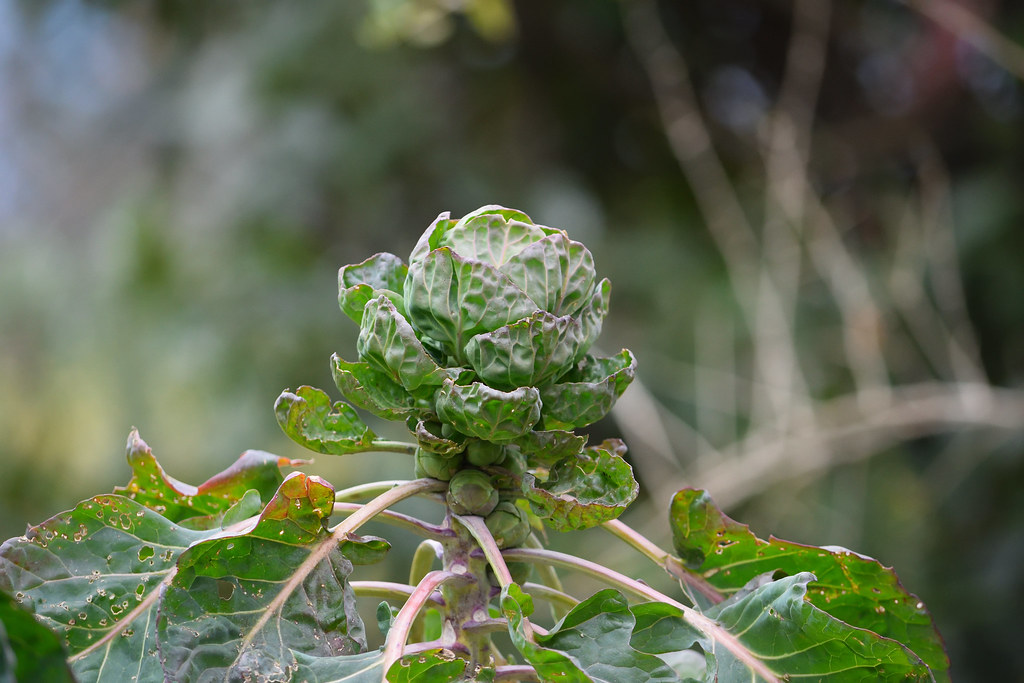 Капуста огородная — Brassica oleracea L.