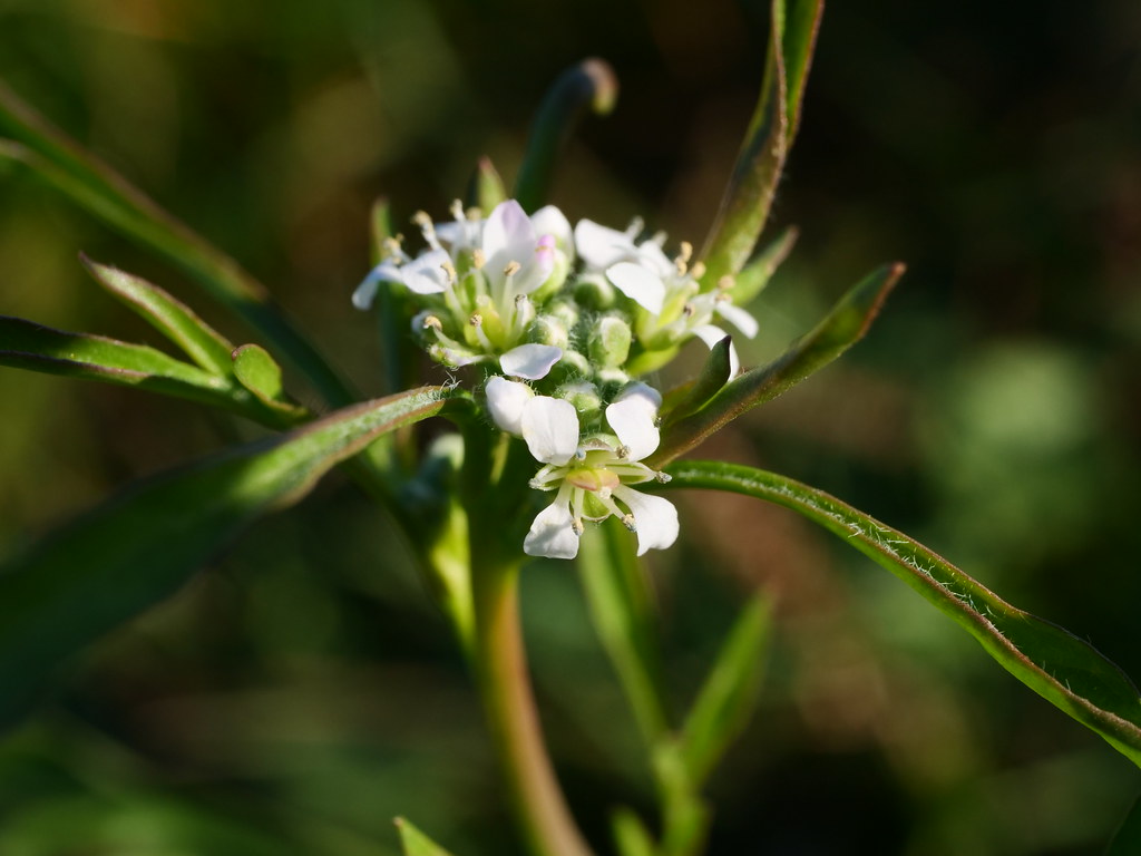 Крестовник посевной — Lepidium sativum L.