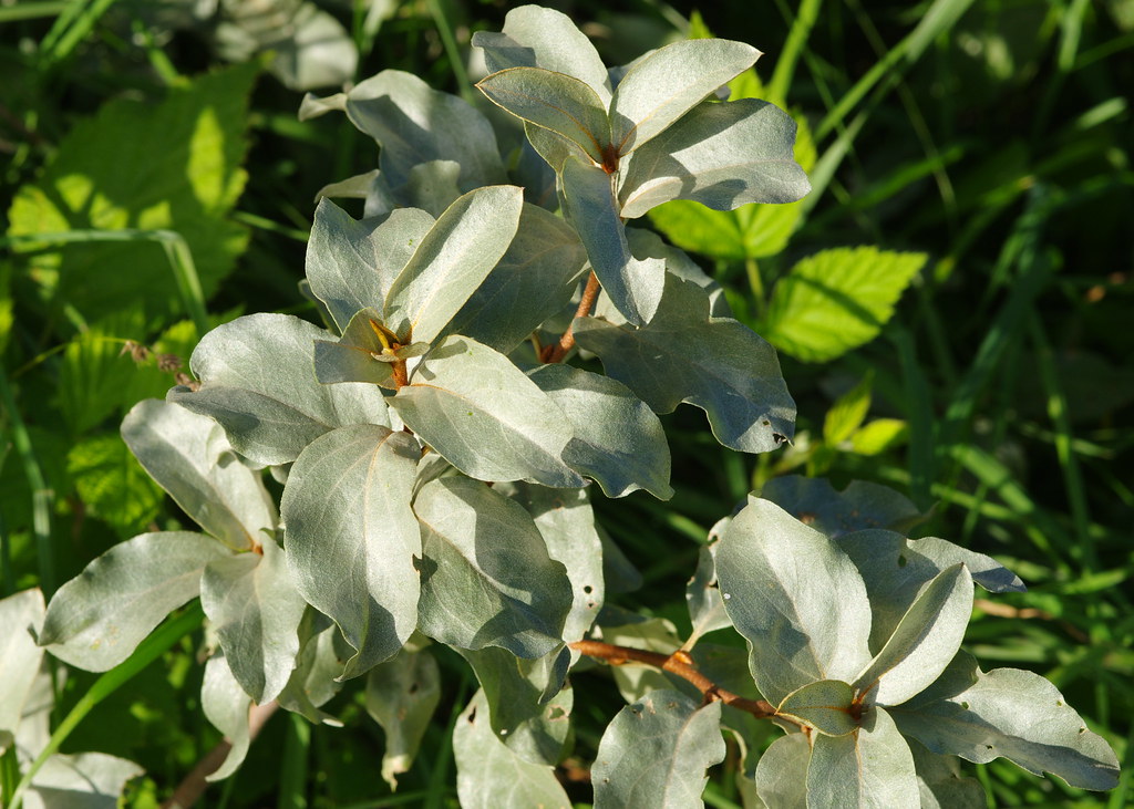 Лох смешиваемый — Elaeagnus commutata Bernh. et Rydb.