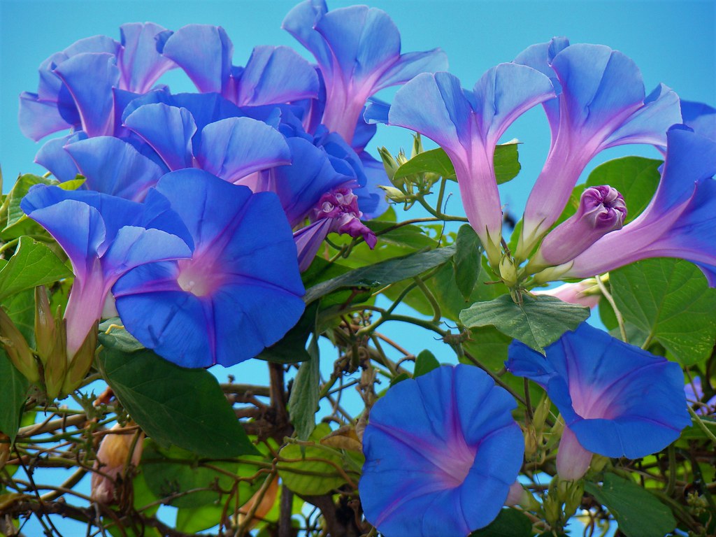 Ипомея пурпурная — Ipomoea purpurea (L.) Roth.