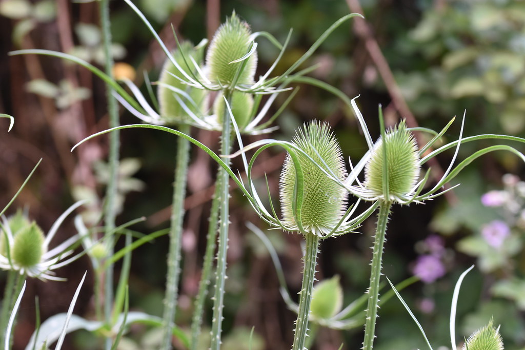 Ворсянка сукновалов — Dipsacus fullonum L.