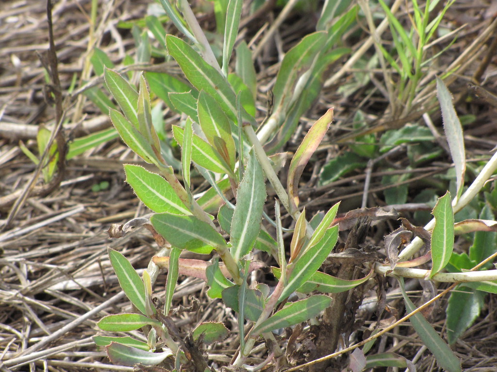 Латук посевной — Lactuca sativa L.