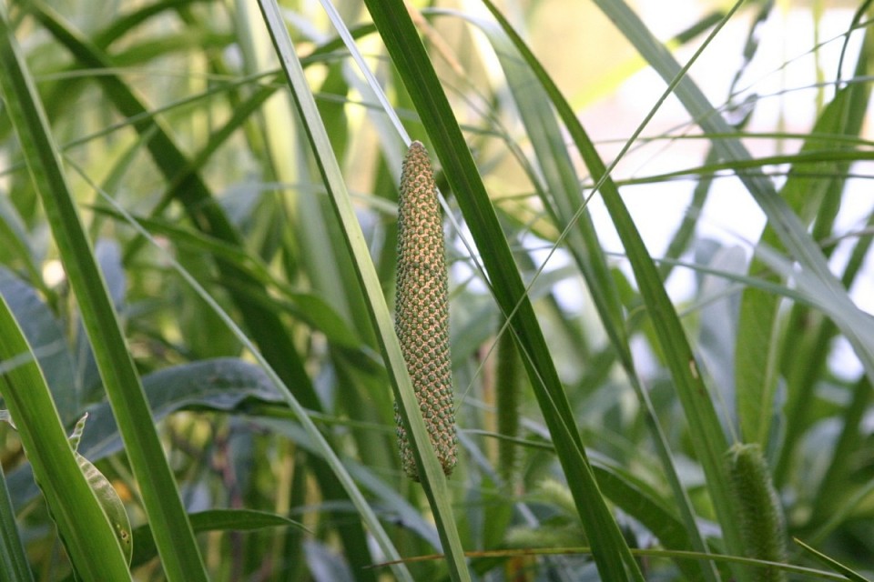 Аир тростниковидный — Acorus calamus L.