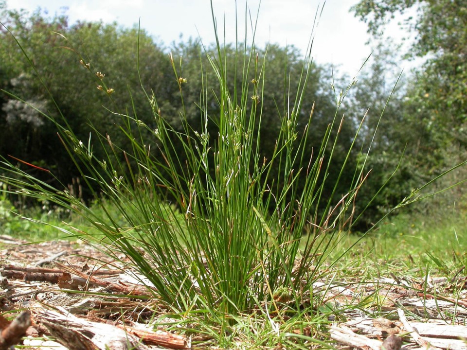 Ситник тонкий — Juncus tenuis Willd.