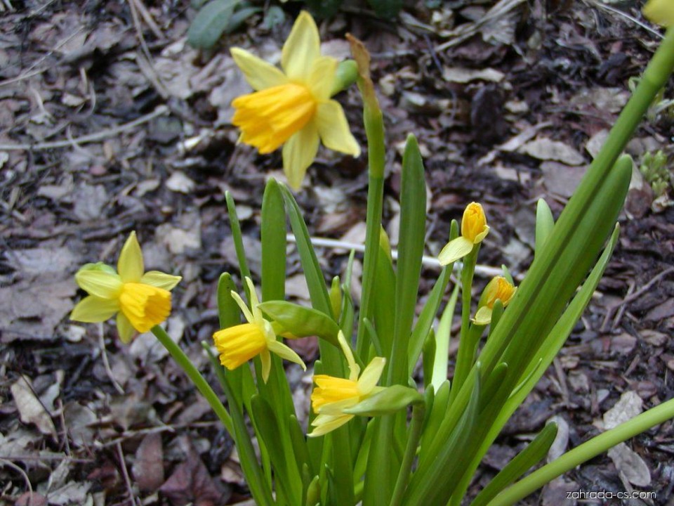Нарцисс — Narcissus x hybridus hort.