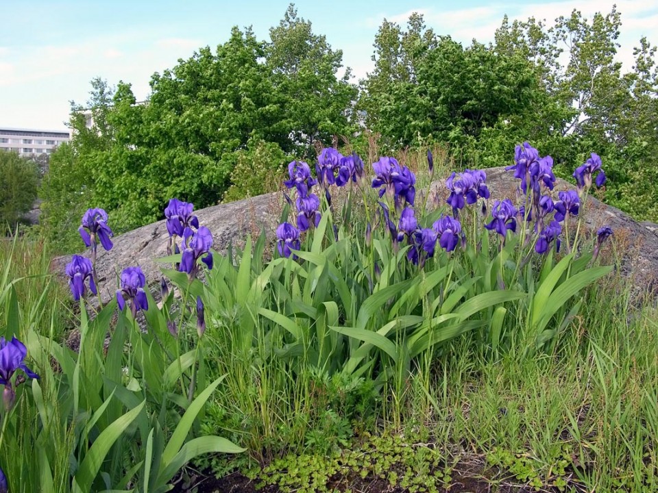 Ирис (Касатик) германский — Iris germanica L.