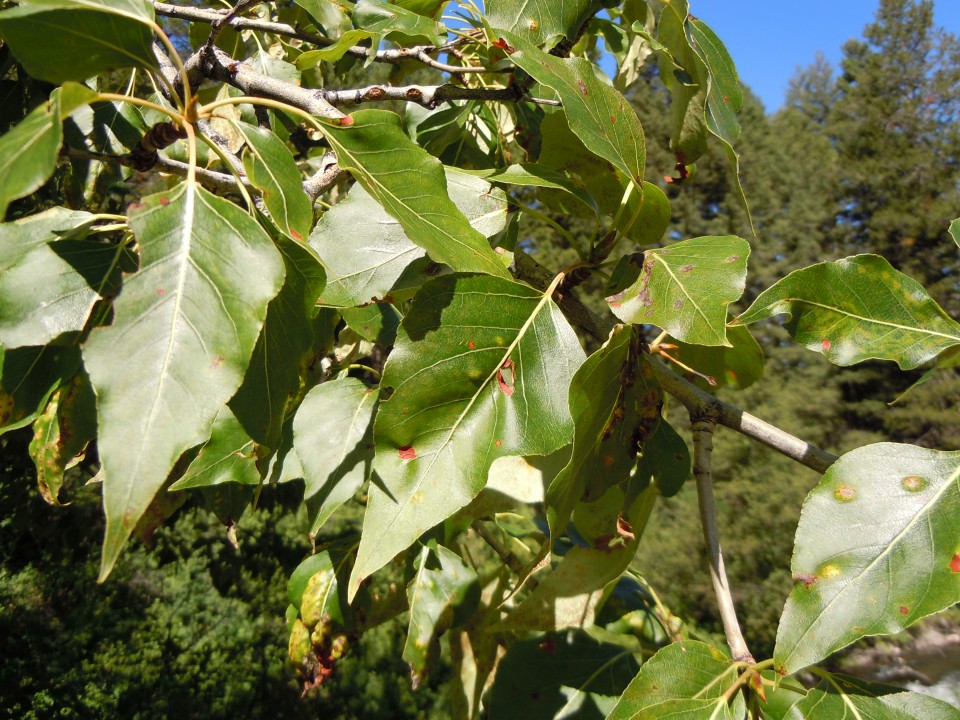 Тополь бальзамический — Populus balsamifera L.