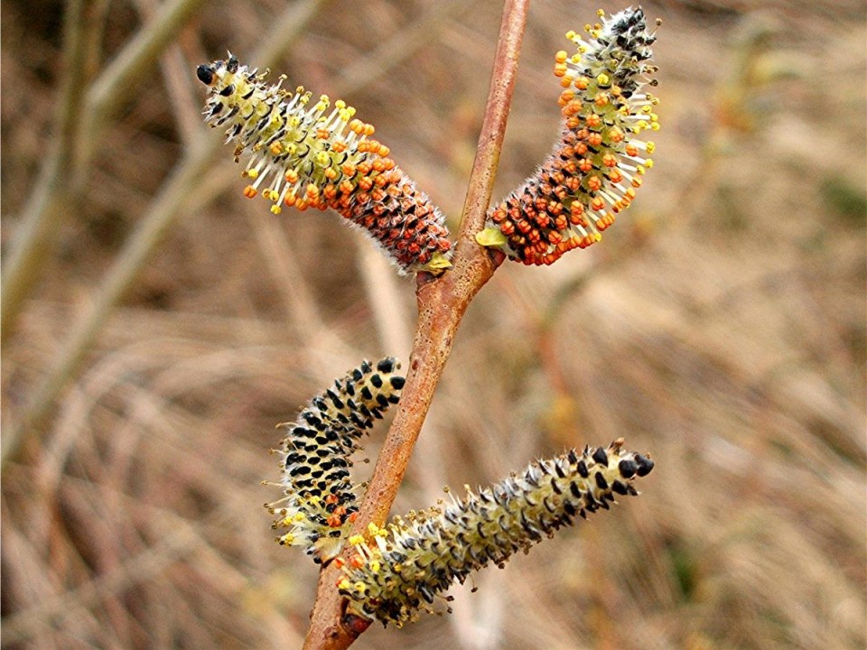 Ива пурпурная — Salix purpurea L.