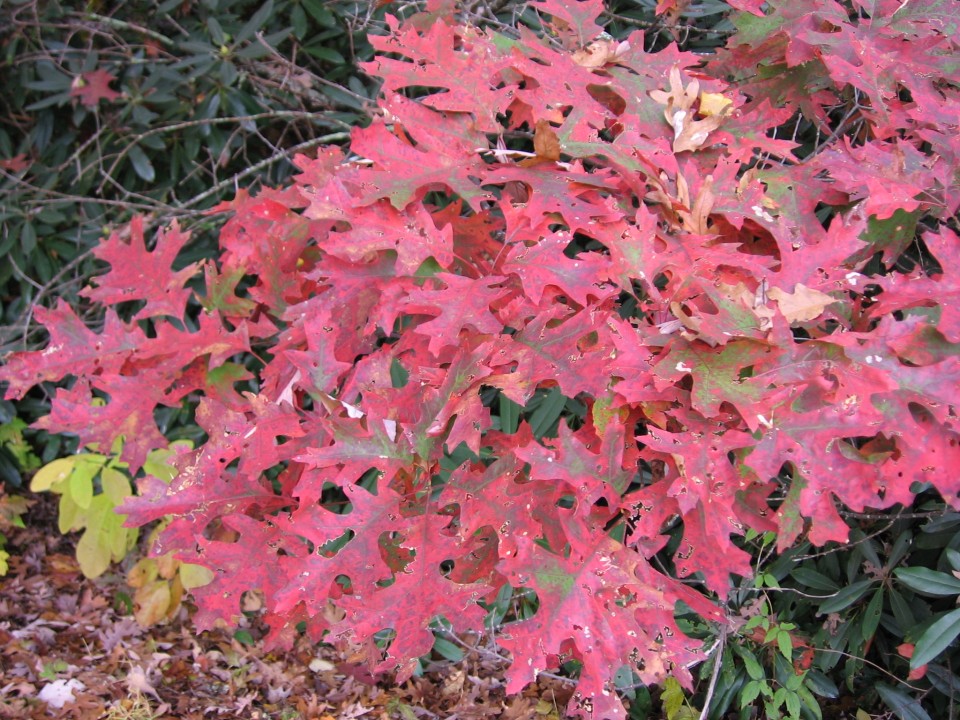 Дуб красный — Quercus rubra L.