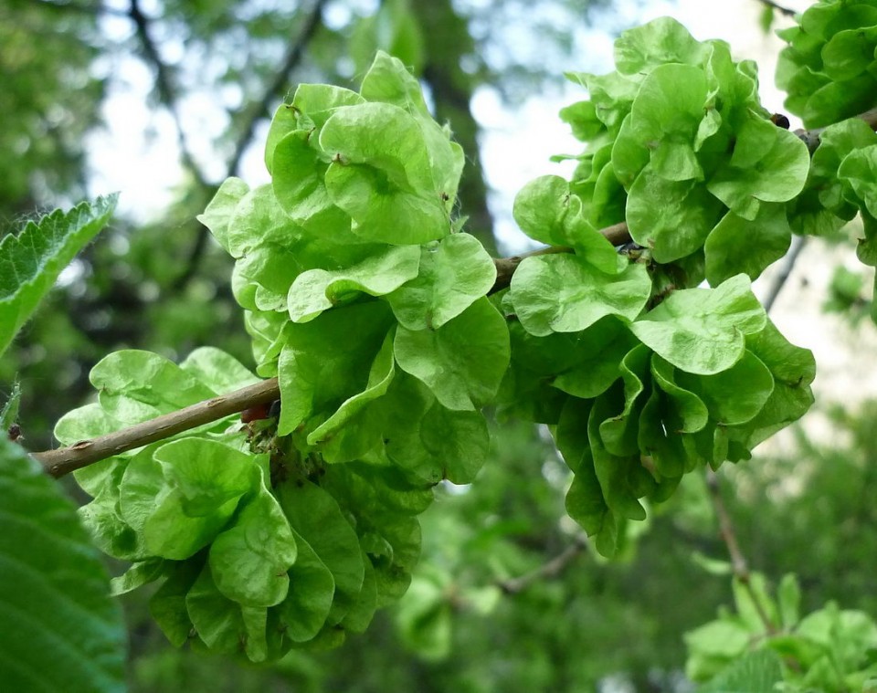 Вяз малый — Ulmus pumila L.