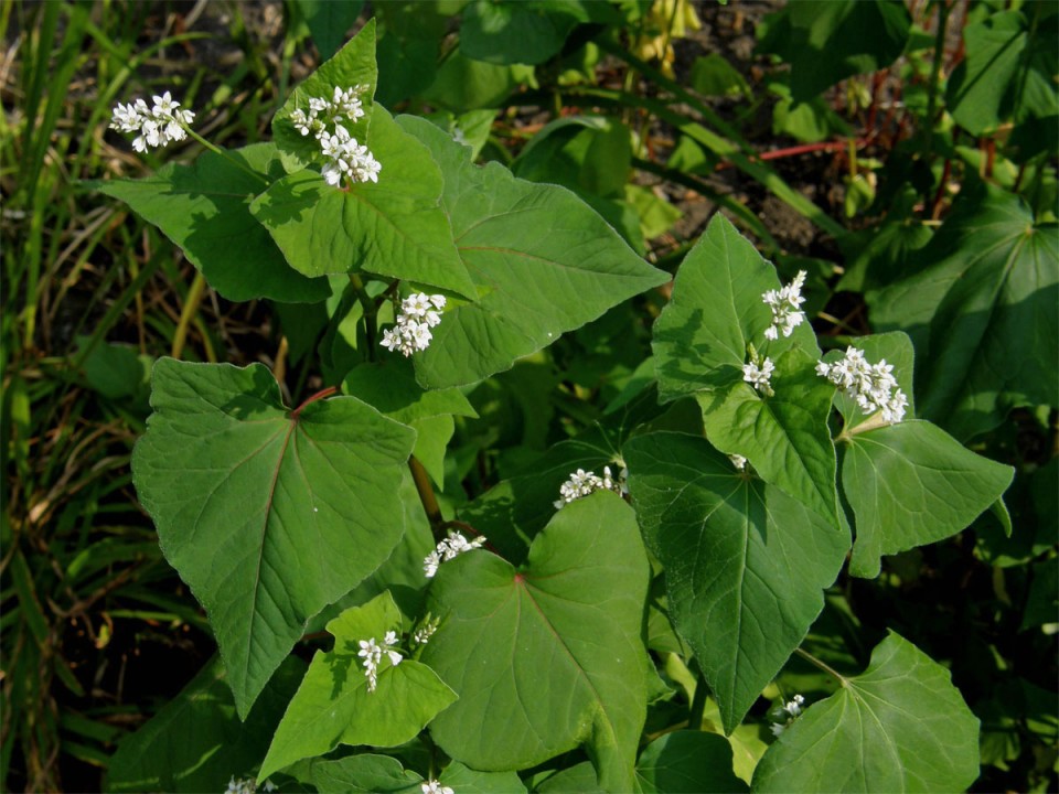 Гречиха татарская — Fagopyrum tataricum (L.) Gaertn.