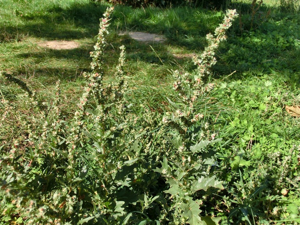 Лебеда татарская — Atriplex tatarica L.