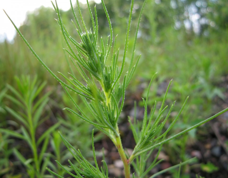 Солянка холмовая — Salsola collina Pall.