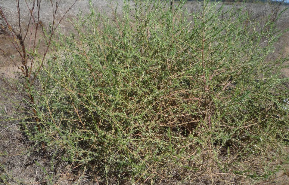 Солянка южная — Salsola tragus L.