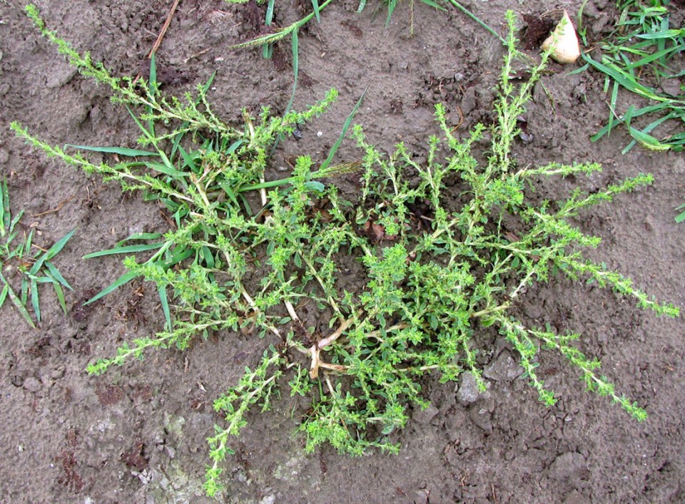 Амарант белый — Amaranthus albus L.