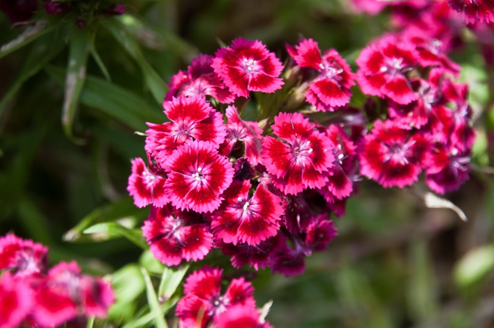 Гвоздика бородатая — Dianthus barbatus L.