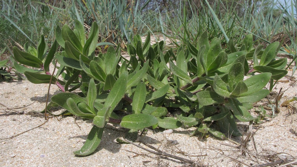 Качим пронзённолистный — Gypsophila perfoliata L.