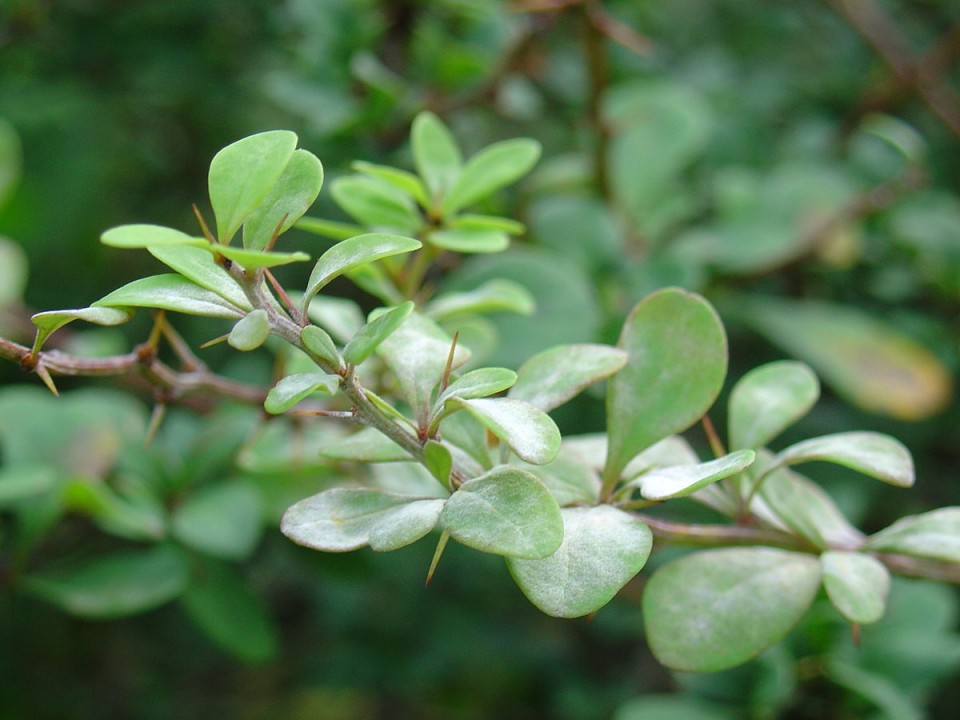 Барбарис Тунберга — Berberis thunbergii DC.