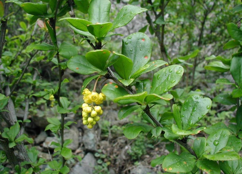 Барбарис обыкновенный — Berberis vulgaris L.