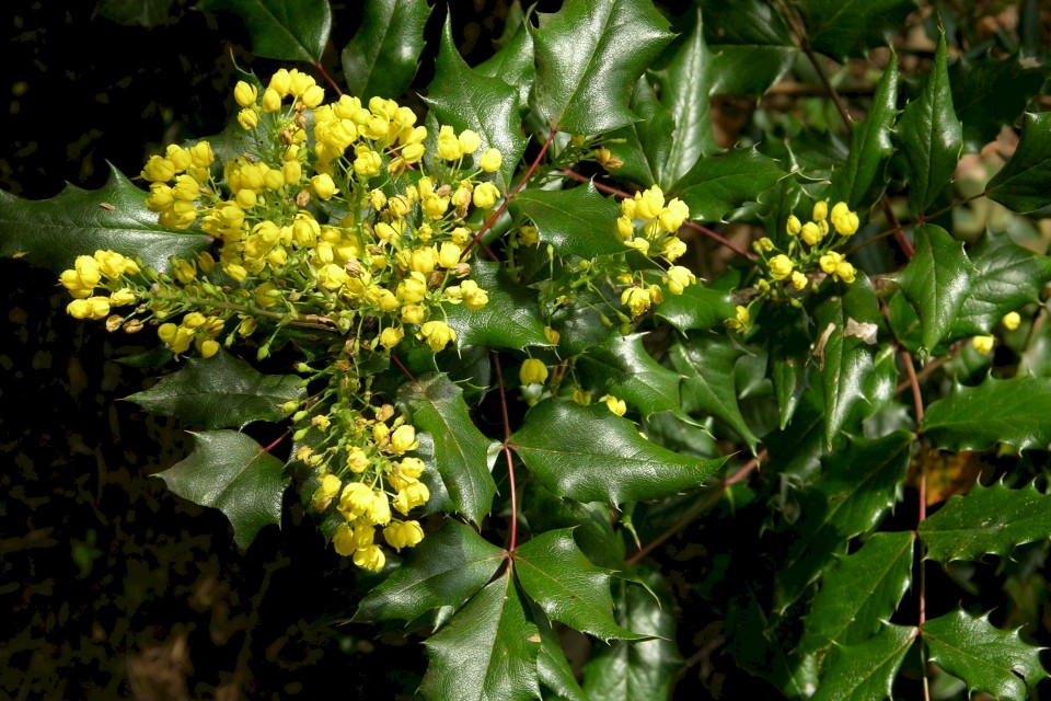 Магония воднолистная — Mahonia aquifolia Nutt.