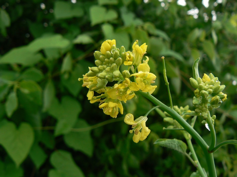 Сарептская горчица — Brassica juncea (L.) Czern.