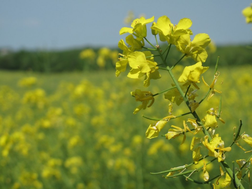 Рапс — Brassica napus L.