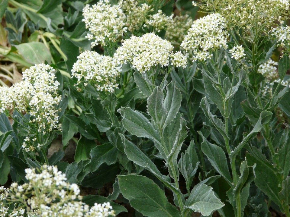 Кардария крупковая — Cardaria draba (L.) Desv.