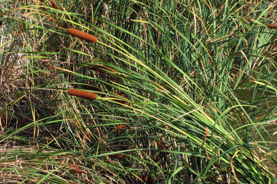 Рогоз Лаксмана — Typha laxmannii Lepech.
