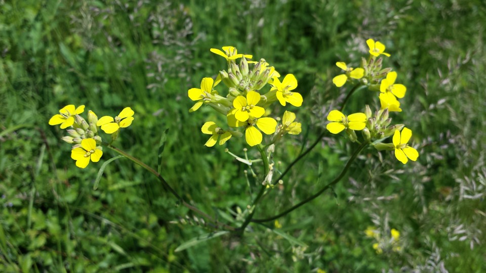 Желтушник твёрдый — Erysimum durum J. et C. Presl