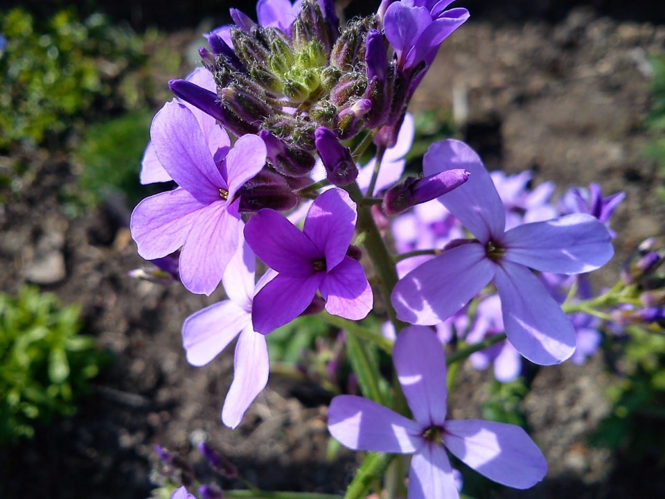 Вечерница матроны — Hesperis matronalis L.