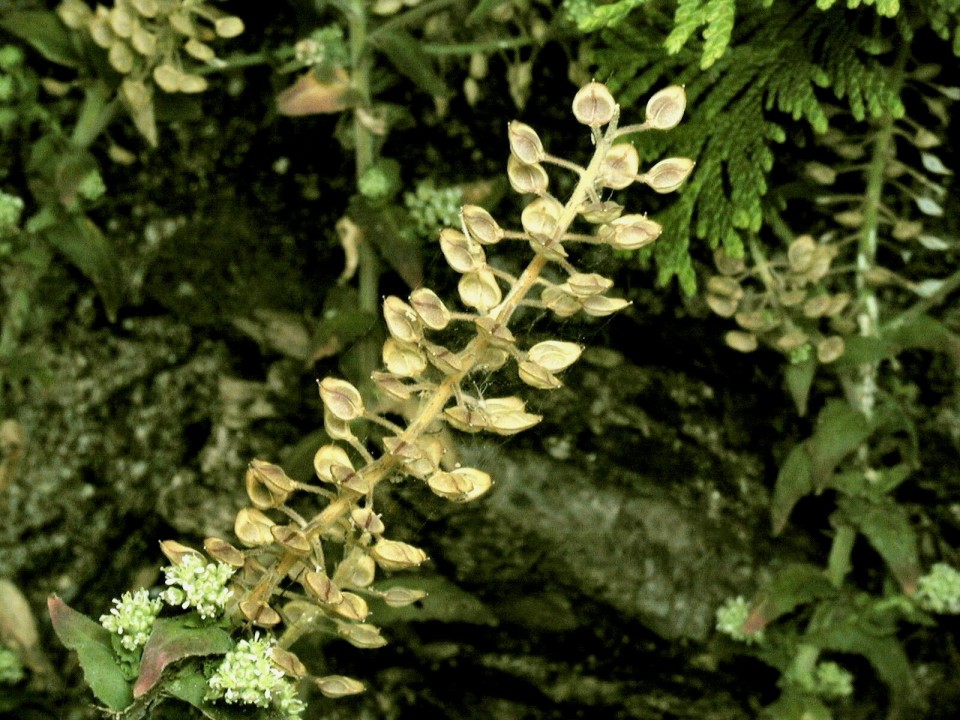 Клоповник плотноцветковый — Lepidium densiflorum Schrad.