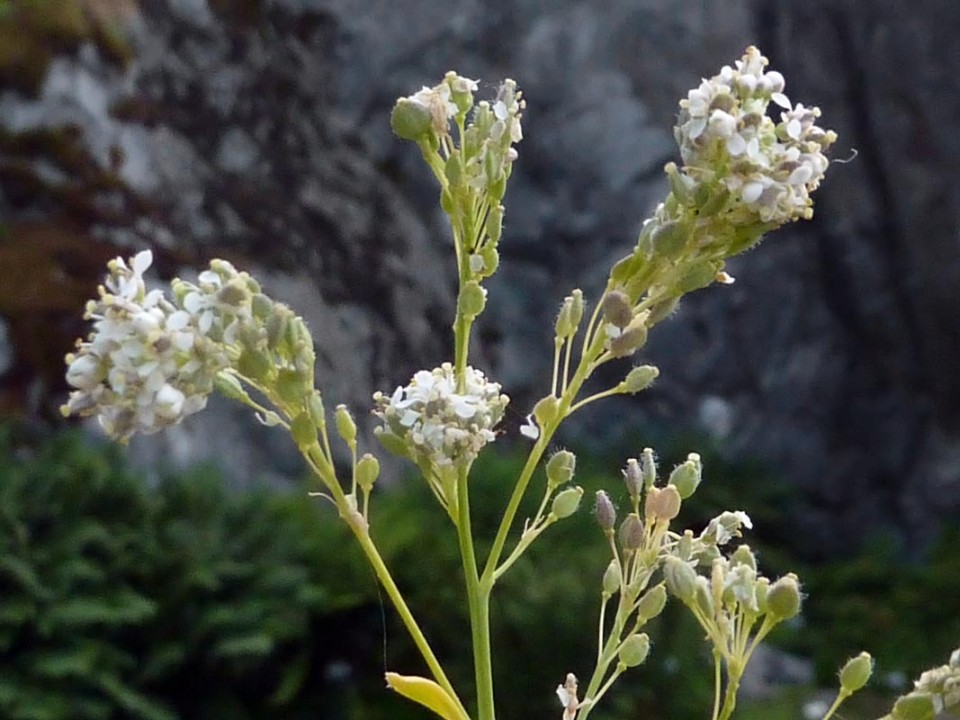Клоповник широколистный — Lepidium latifolium L.