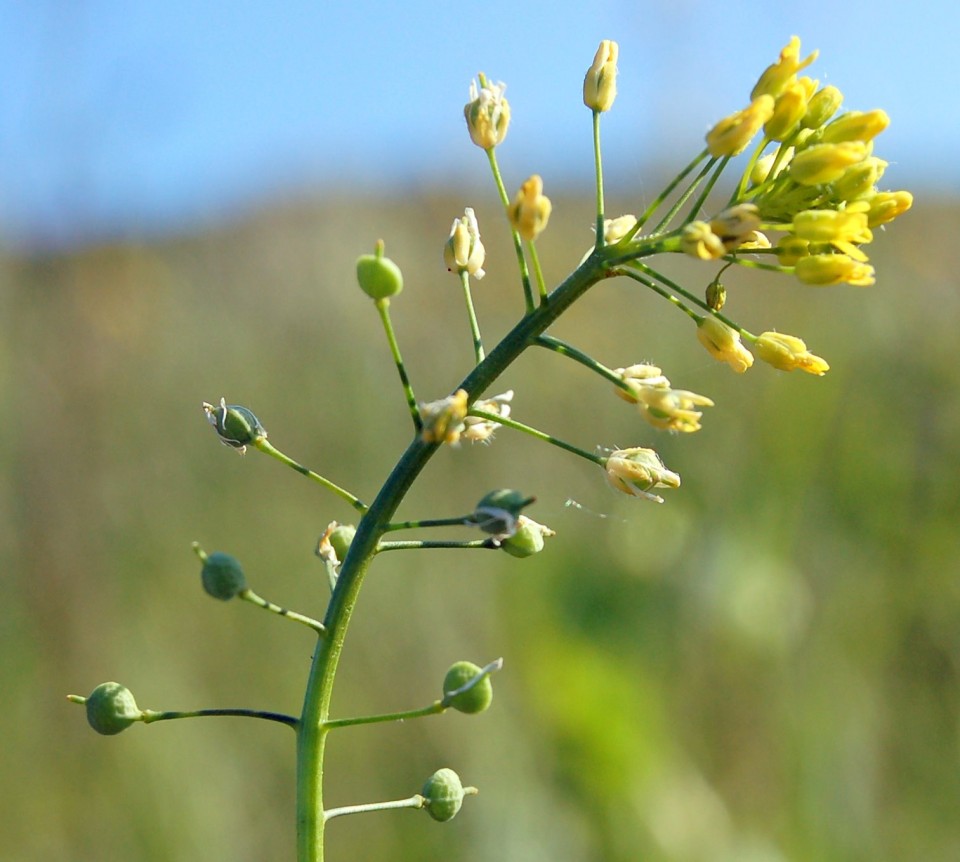 Неслия метельчатая — Neslia paniculata (L.) Desf.