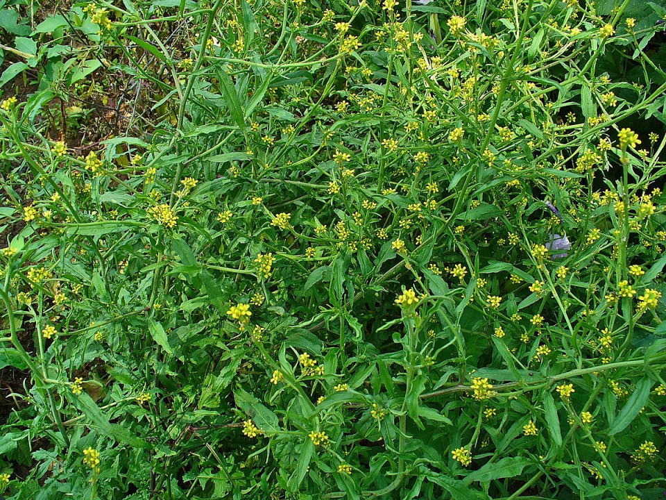 Гулявник полиморфный (изменчивый) — Sisymbrium polymorphum (Murr.) Roth.